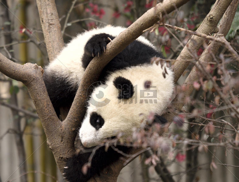 熊猫图片素材免费下载
