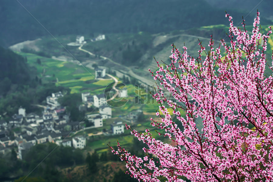 山坡上的桃花树与远方的小村庄图片素材免费下载