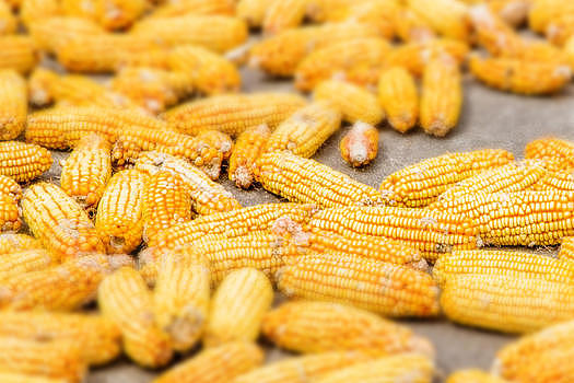 秋季丰收的玉米图片素材免费下载