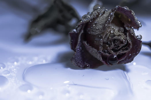 枯萎玫瑰水滴背景图片素材免费下载