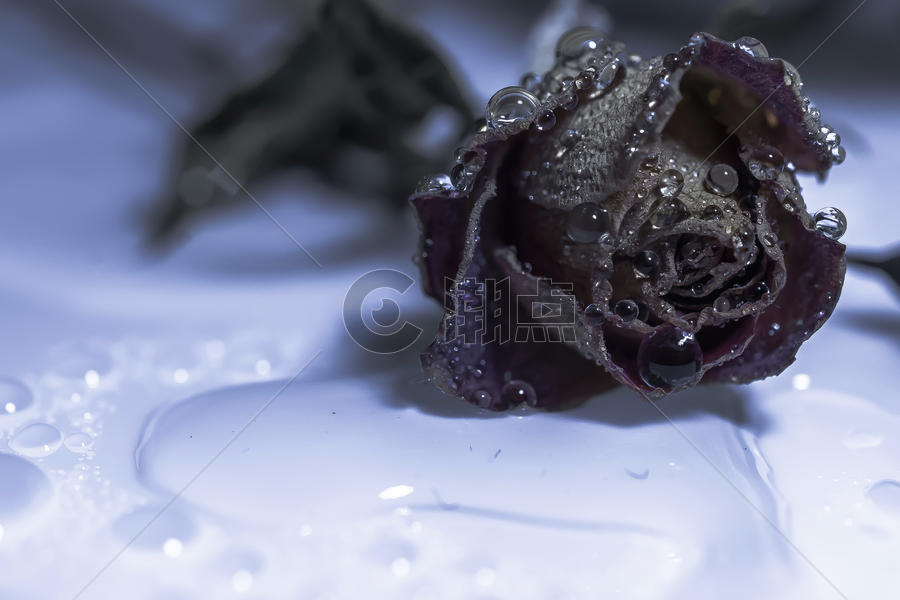 枯萎玫瑰水滴背景图片素材免费下载