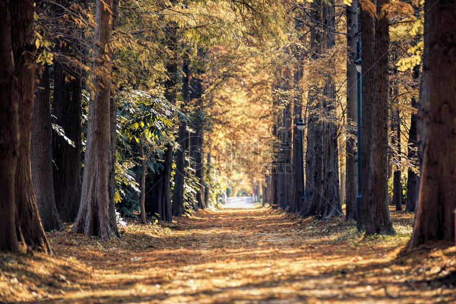 秋天的水杉林小路图片素材免费下载