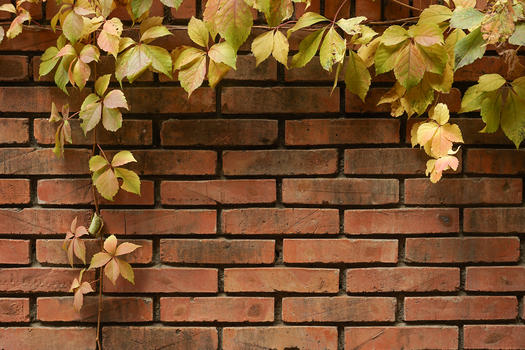 红砖树叶多彩背景墙图片素材免费下载