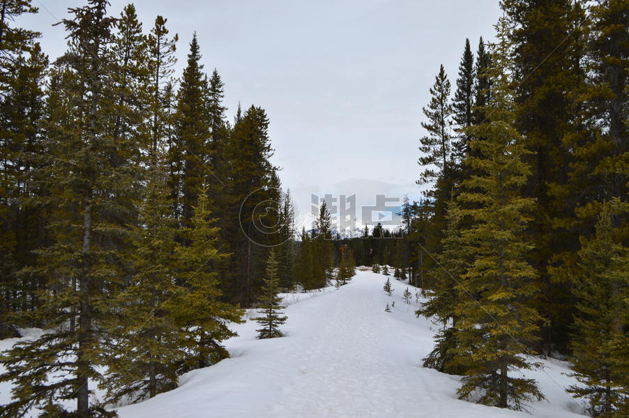 加拿大班夫国家公园松树森林图片素材免费下载