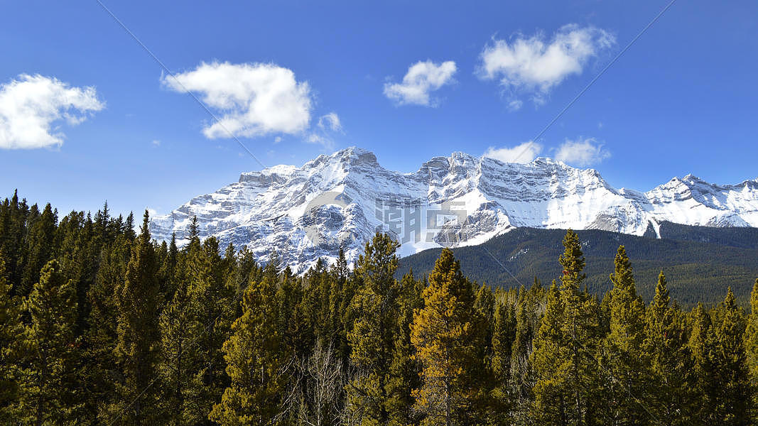加拿大班夫国家公园松树森林图片素材免费下载