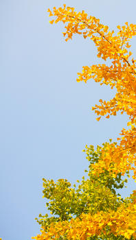 秋天的银杏叶图片素材免费下载