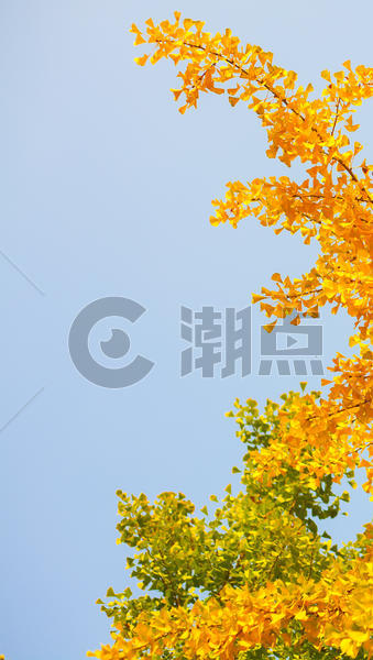 秋天的银杏叶图片素材免费下载