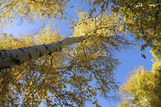 新疆白桦林秋色黄叶图片素材免费下载