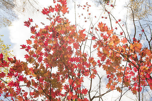 秋天风景图片素材免费下载