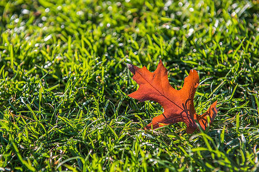秋天草地上的落叶图片素材免费下载
