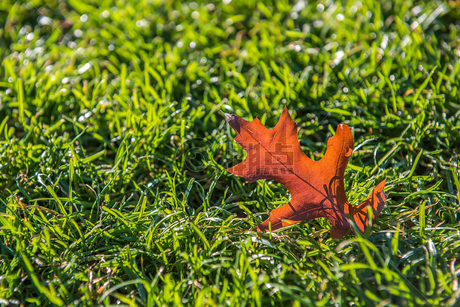 秋天草地上的落叶图片素材免费下载
