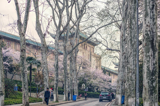 武汉大学樱花季图片素材免费下载