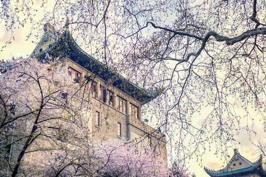 武汉大学樱花季图片素材免费下载