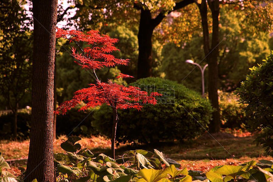 秋天公园美景图片素材免费下载