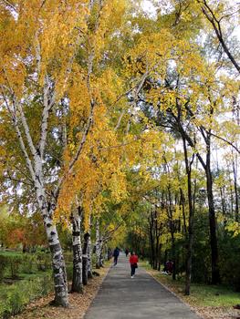 黑龙江森林植物园内秋景图片素材免费下载