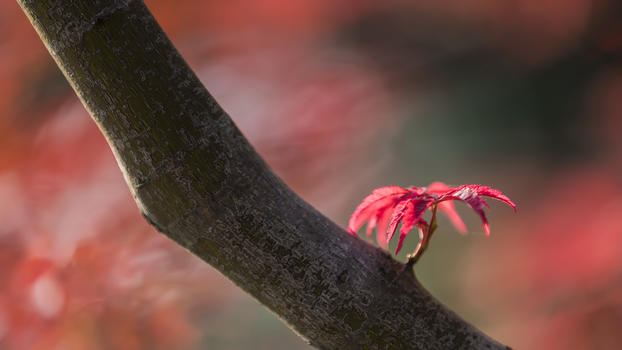 红枫树叶图片素材免费下载