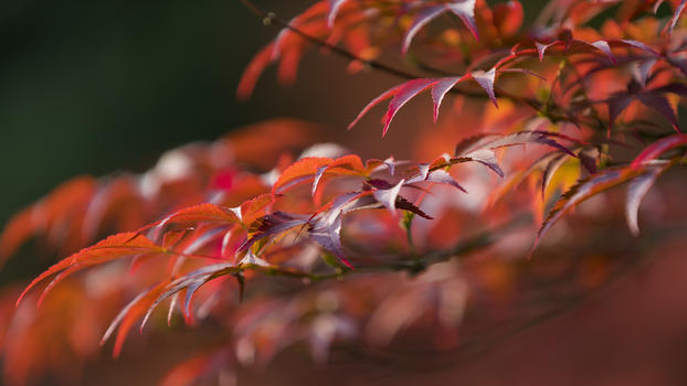 红枫树叶图片素材免费下载