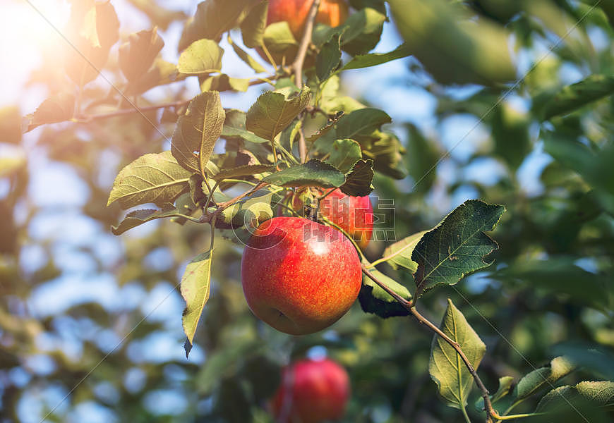 秋天阳光下的苹果树图片素材免费下载