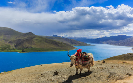 西藏羊左雍措湖美丽风光图片素材免费下载
