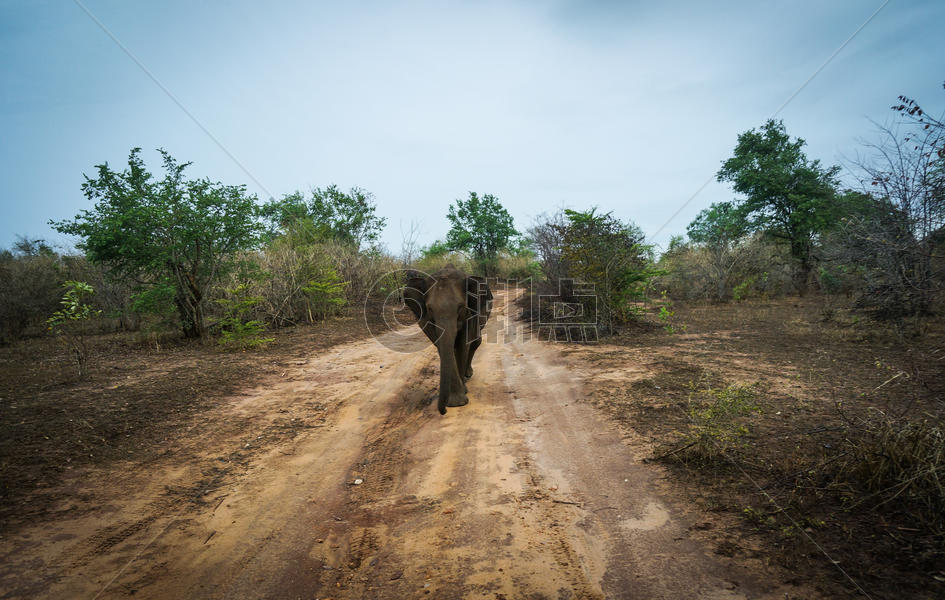 斯里兰卡大象图片素材免费下载