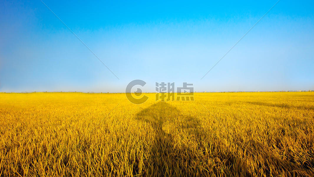 芒种时节的金色的稻田图片素材免费下载