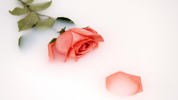 牛奶中的红玫瑰图片素材免费下载