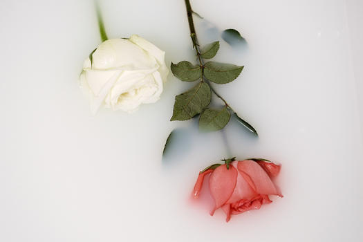 牛奶中的红玫瑰与白玫瑰图片素材免费下载
