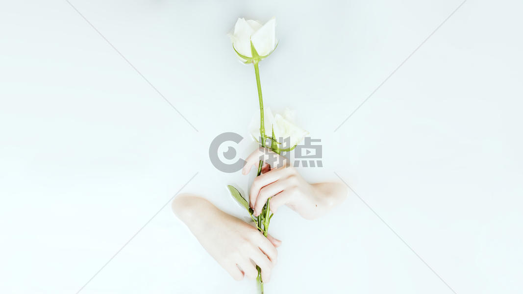 牛奶浴中手持白玫瑰图片素材免费下载