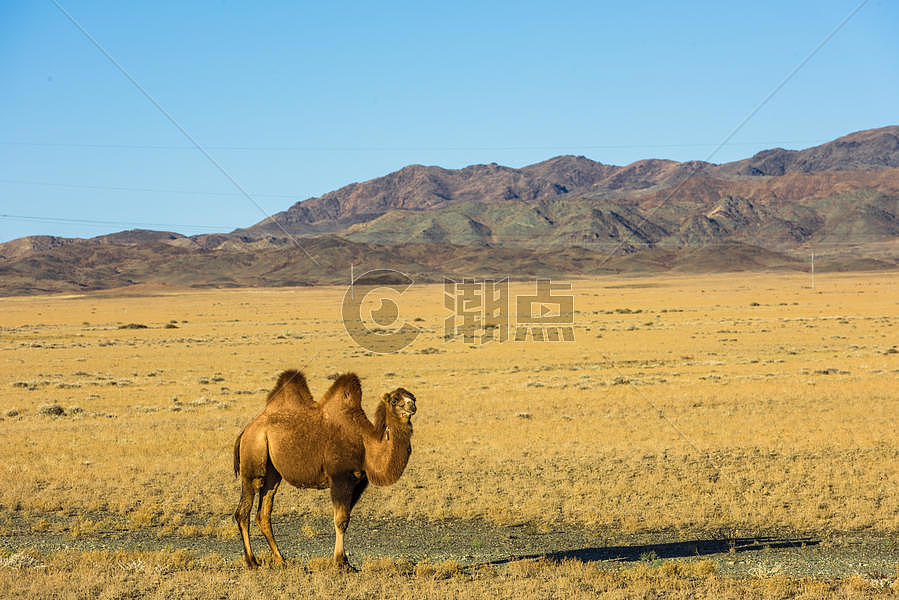 草原上的骆驼图片素材免费下载