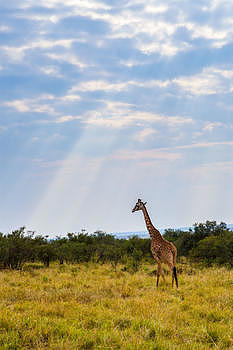 肯尼亚马萨马拉草原图片素材免费下载