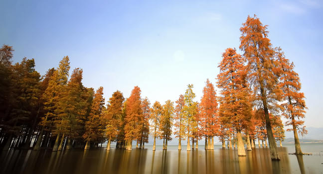 水上的枫树林图片素材免费下载