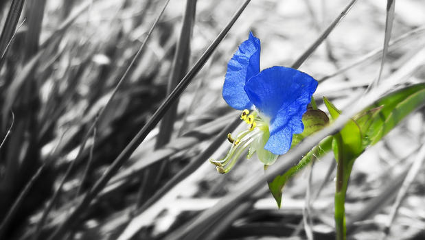 枯草里的蓝花图片素材免费下载