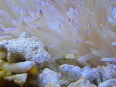 紫点葵珊瑚图片素材免费下载
