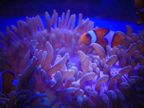 珊瑚图片素材免费下载