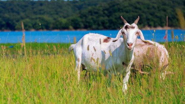草原上的羚羊图片素材免费下载