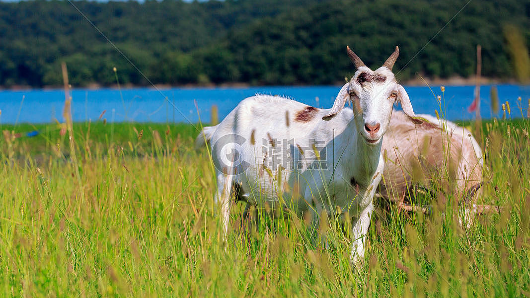 草原上的羚羊图片素材免费下载