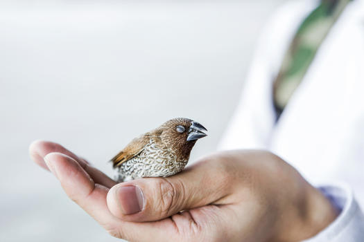 保护动物受伤的小鸟图片素材免费下载