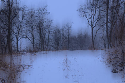 冬树图片素材免费下载