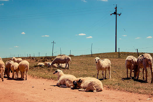 草原上的绵羊图片素材免费下载