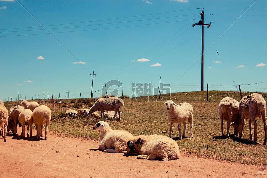 草原上的绵羊图片素材免费下载