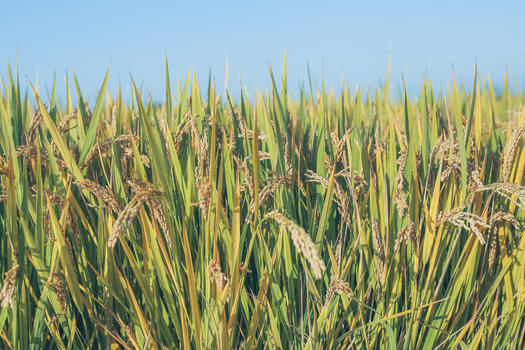 秋天成熟的水稻图片素材免费下载