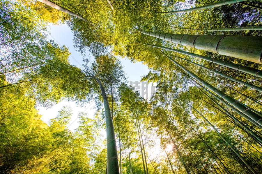 伸向天空的竹子图片素材免费下载