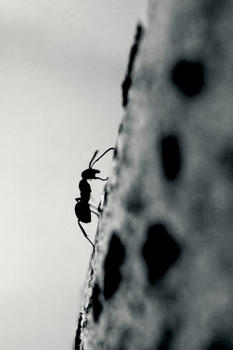坚韧不拔的蚂蚁图片素材免费下载
