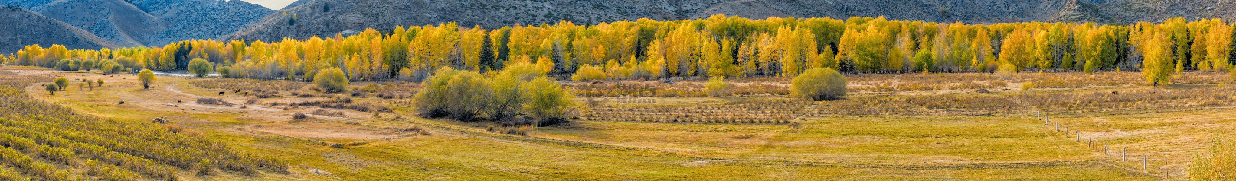 北疆金秋草原白桦林全景图片素材免费下载