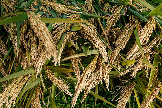 成熟的水稻图片素材免费下载