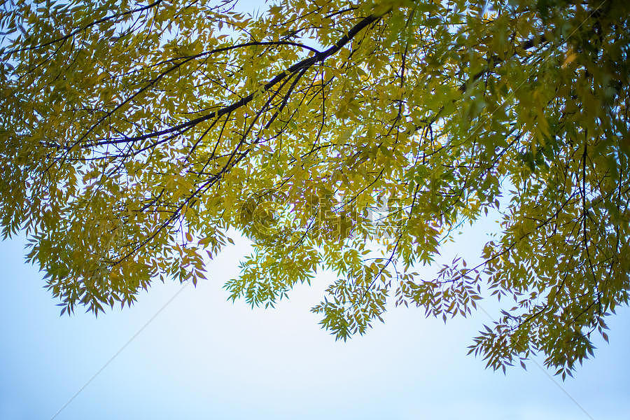 蓝天下的树叶图片素材免费下载