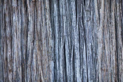 老树的木纹图片素材免费下载