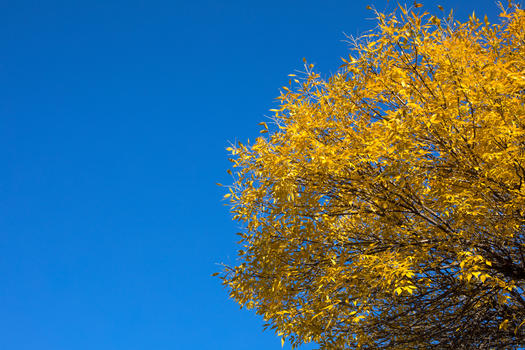 蓝天下的树叶图片素材免费下载
