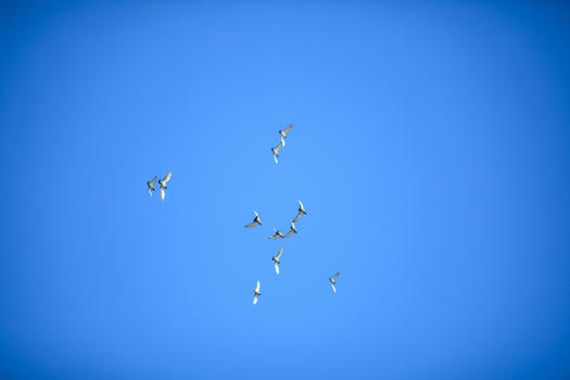 天空中的鸟图片素材免费下载