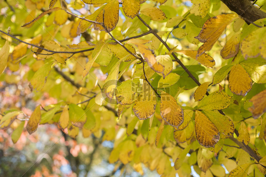 秋天的树叶图片素材免费下载